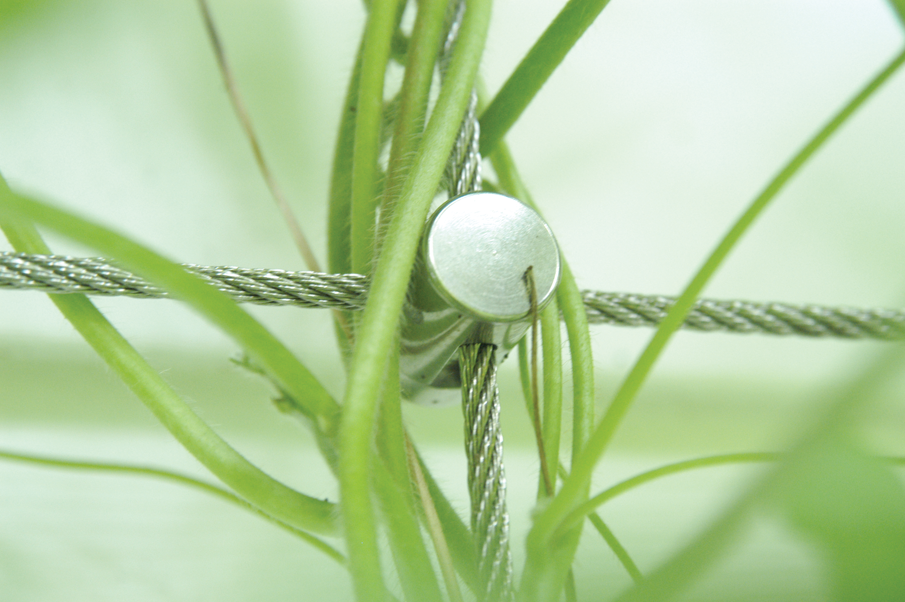 photo_trellis